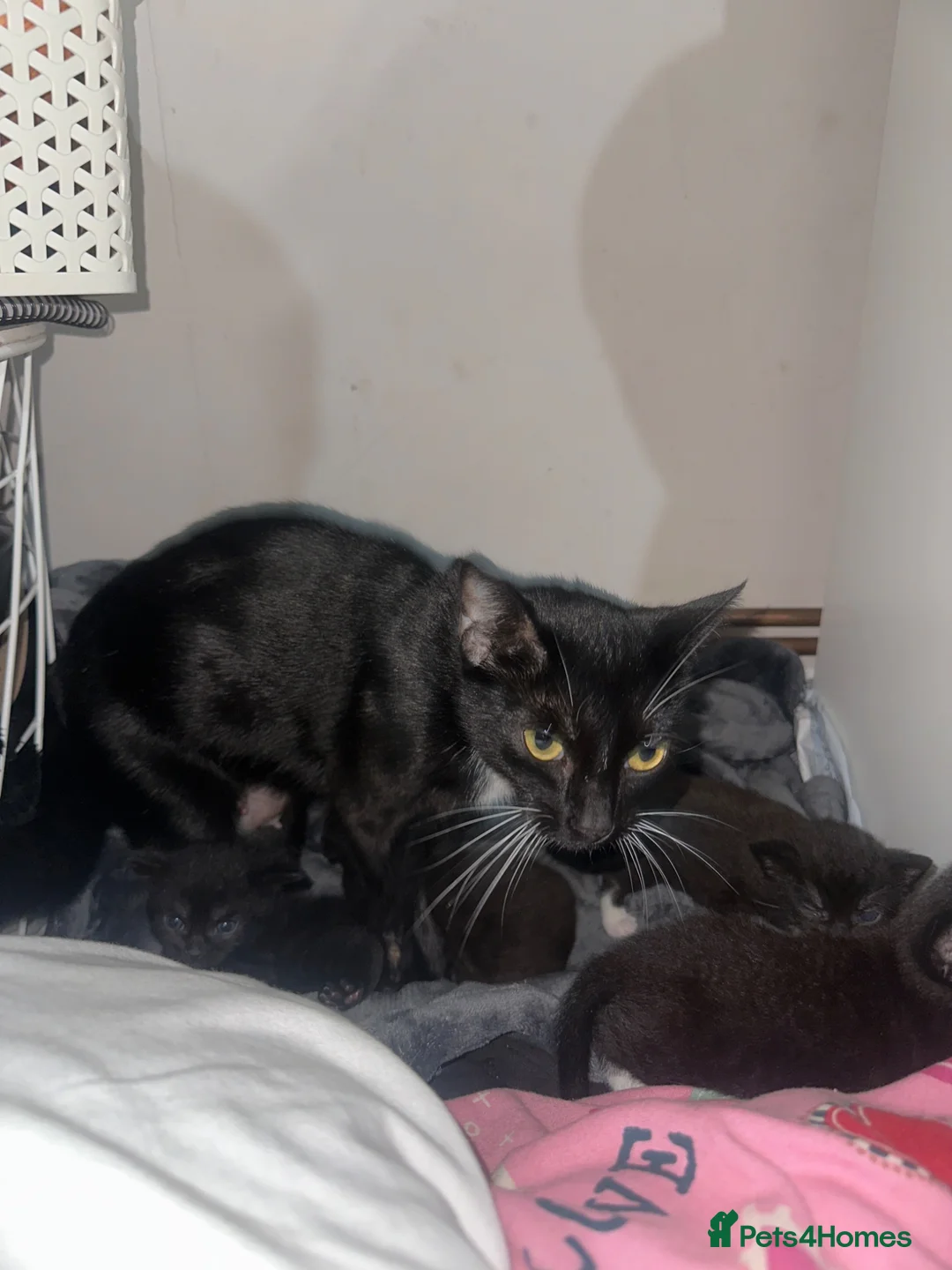 Mixed Breed cats for sale: All black. Black and white kittens - Advert 1
