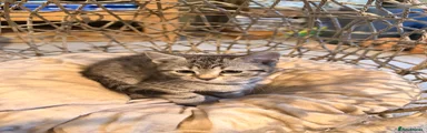 British Shorthair 3 - (Sunflower)