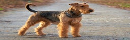 Airedale Terrier dogs for sale: This is a test advert  please do not contact. 🚫 - Advert 7