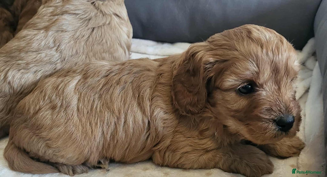 Cavapoo dogs for sale: QUALITY F1 CAVAPOO PUPS - HEALTH TESTED - Image 13