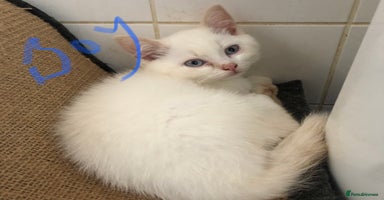 British Shorthair cats - Advert 12