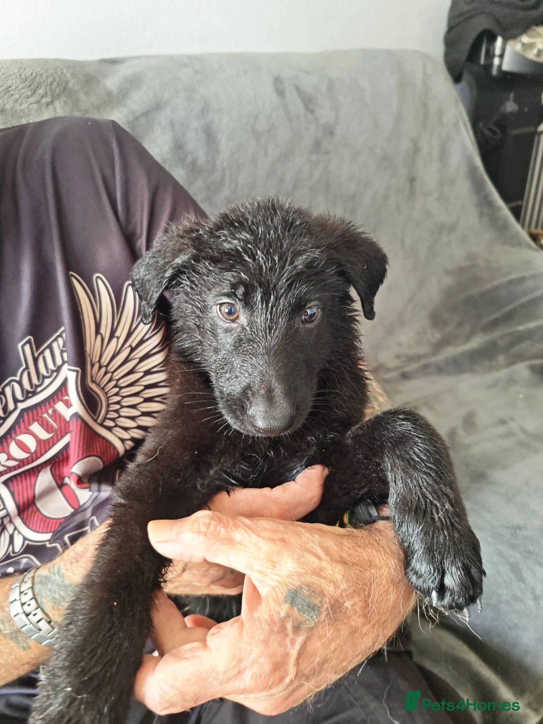 Mixed Breed dogs for sale: Shepadoodle puppies for sale  in Boston - Advert 16