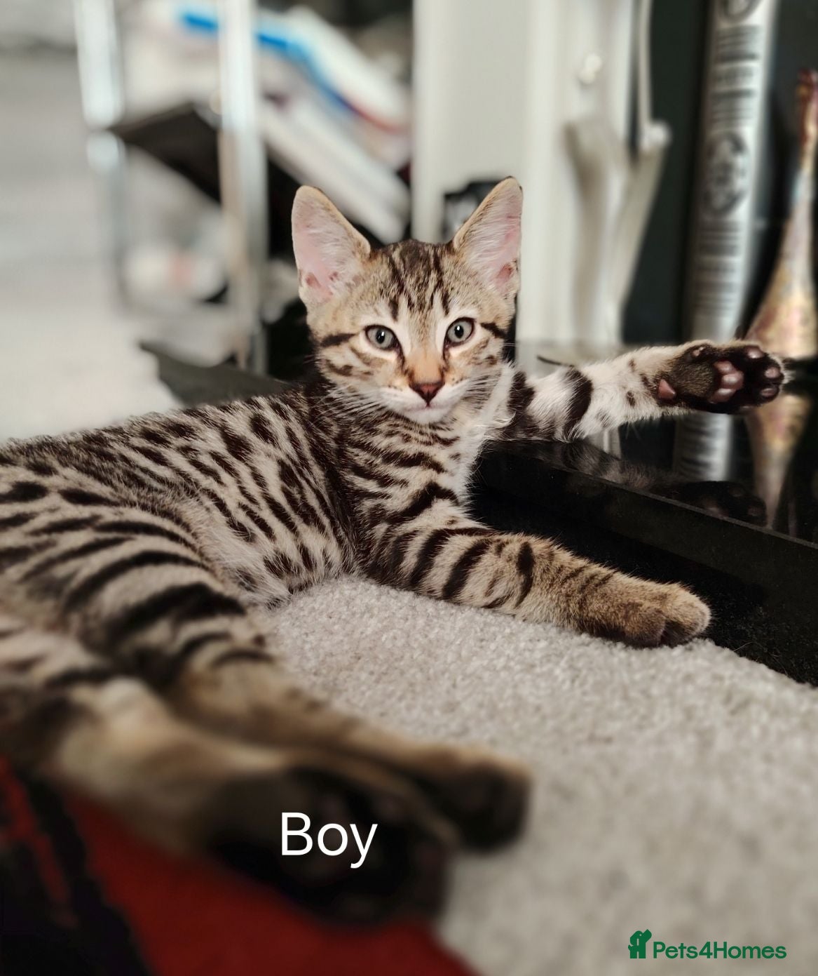 Bengal cats Half Bengal kittens x 2 - Advert 4
