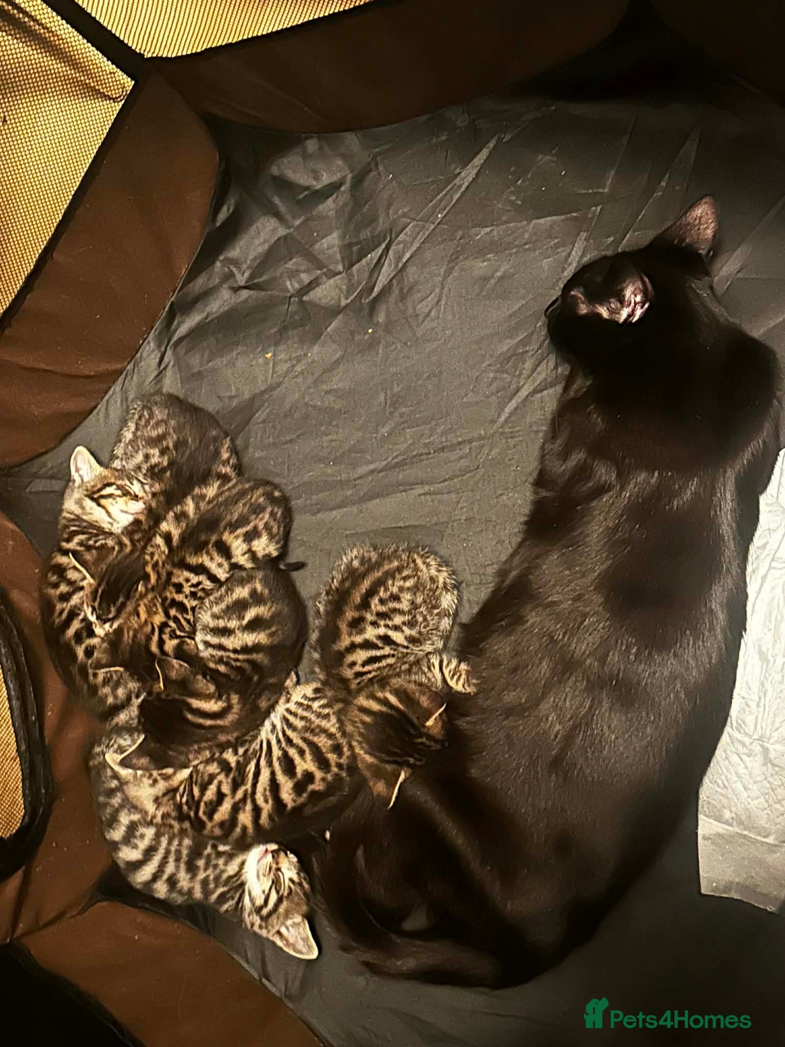 Mixed Breed cats Bombay-Bengal mix in West Drayton - Advert 1