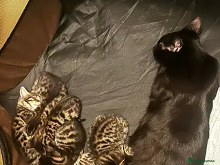 Mixed Breed cats Bombay-Bengal mix in West Drayton - Advert 1