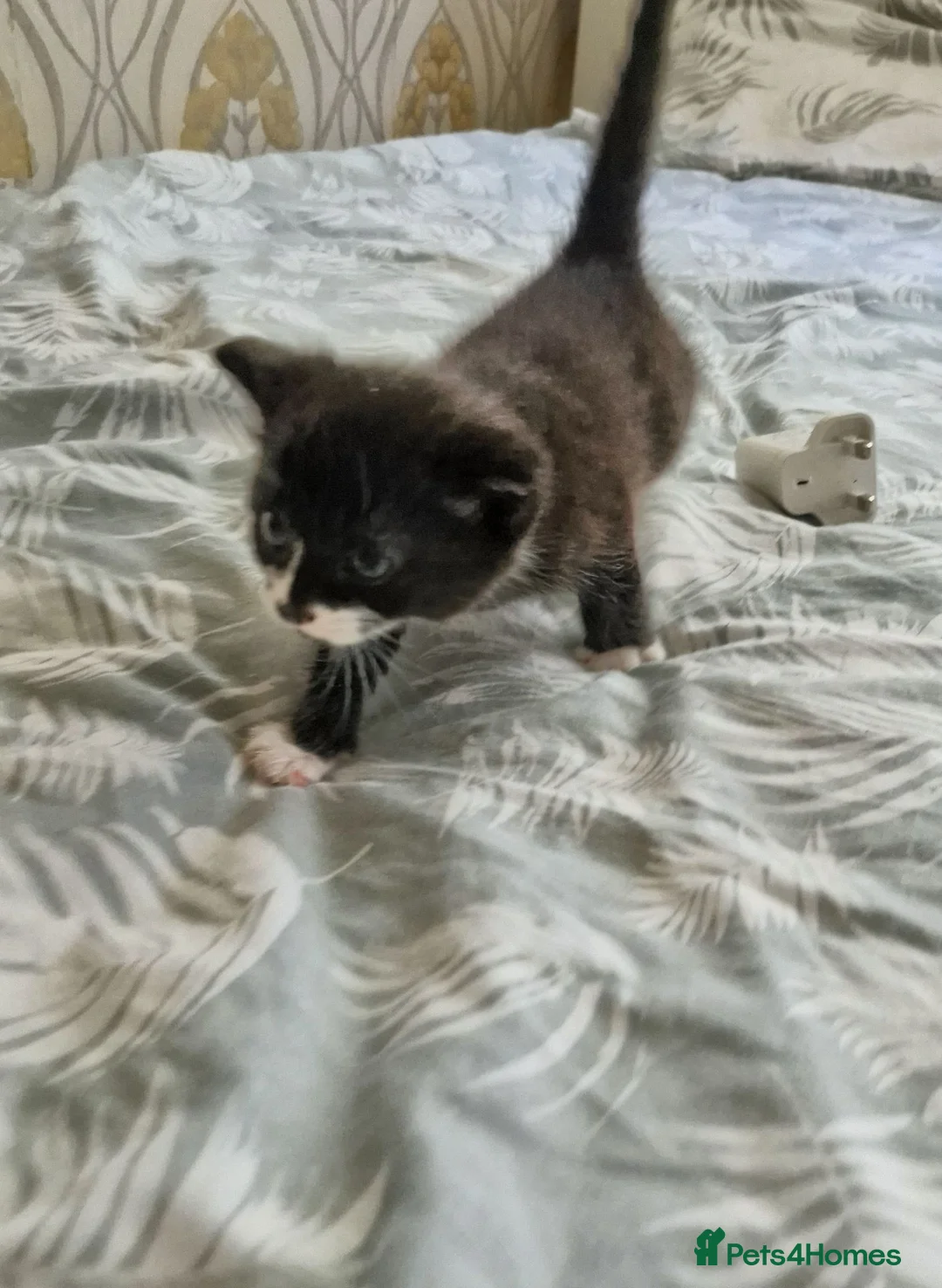 Mixed Breed cats for sale: Kittens 😸  - Advert 10