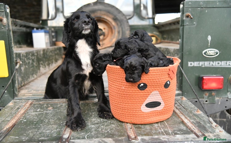 Cockapoo dogs - Advert 1