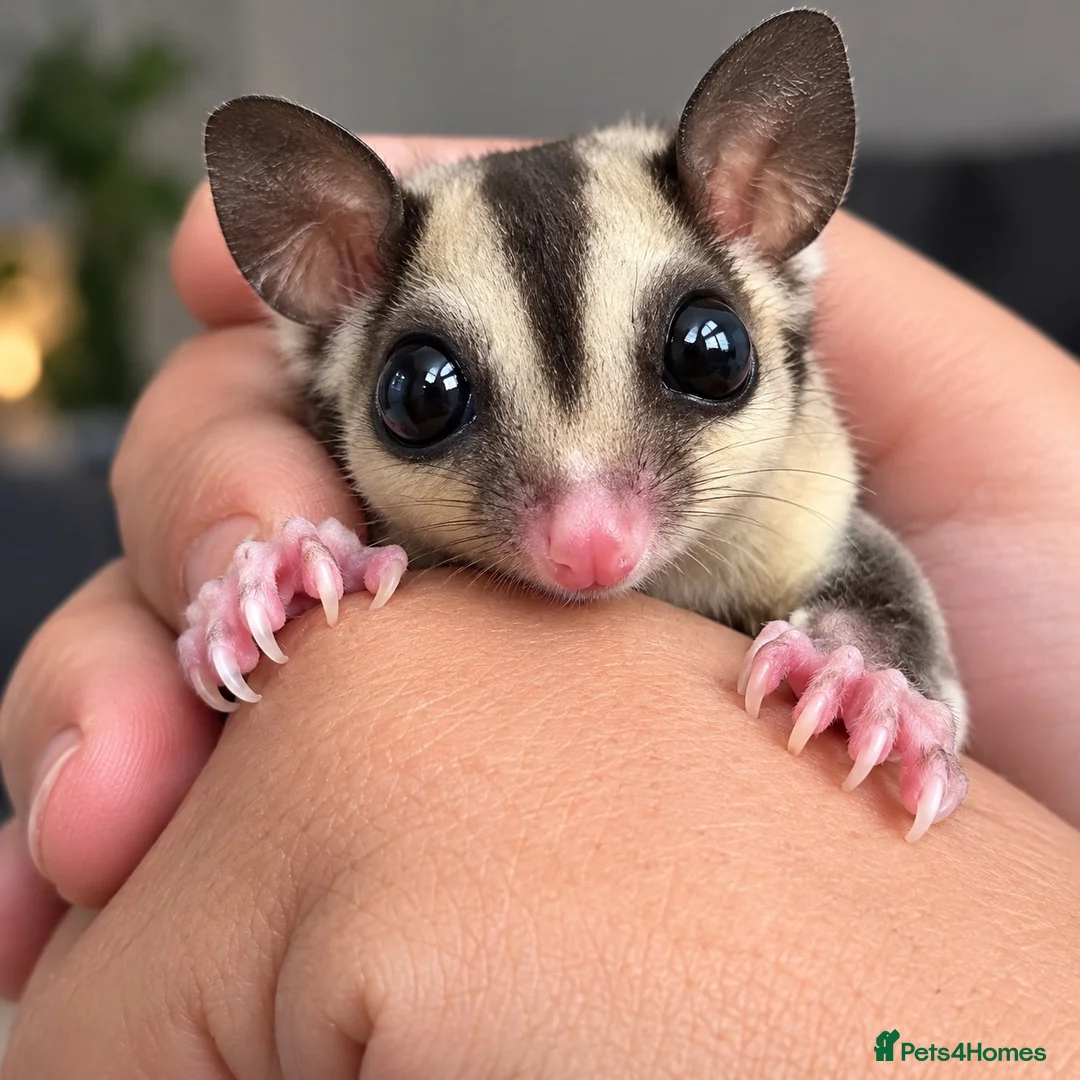Sugar Glider rodents for sale: 15 week old sugar glider with full setup - Advert 2