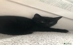 Mixed Breed cats for sale: beautiful kittens for sale  in Bellshill - Image 10