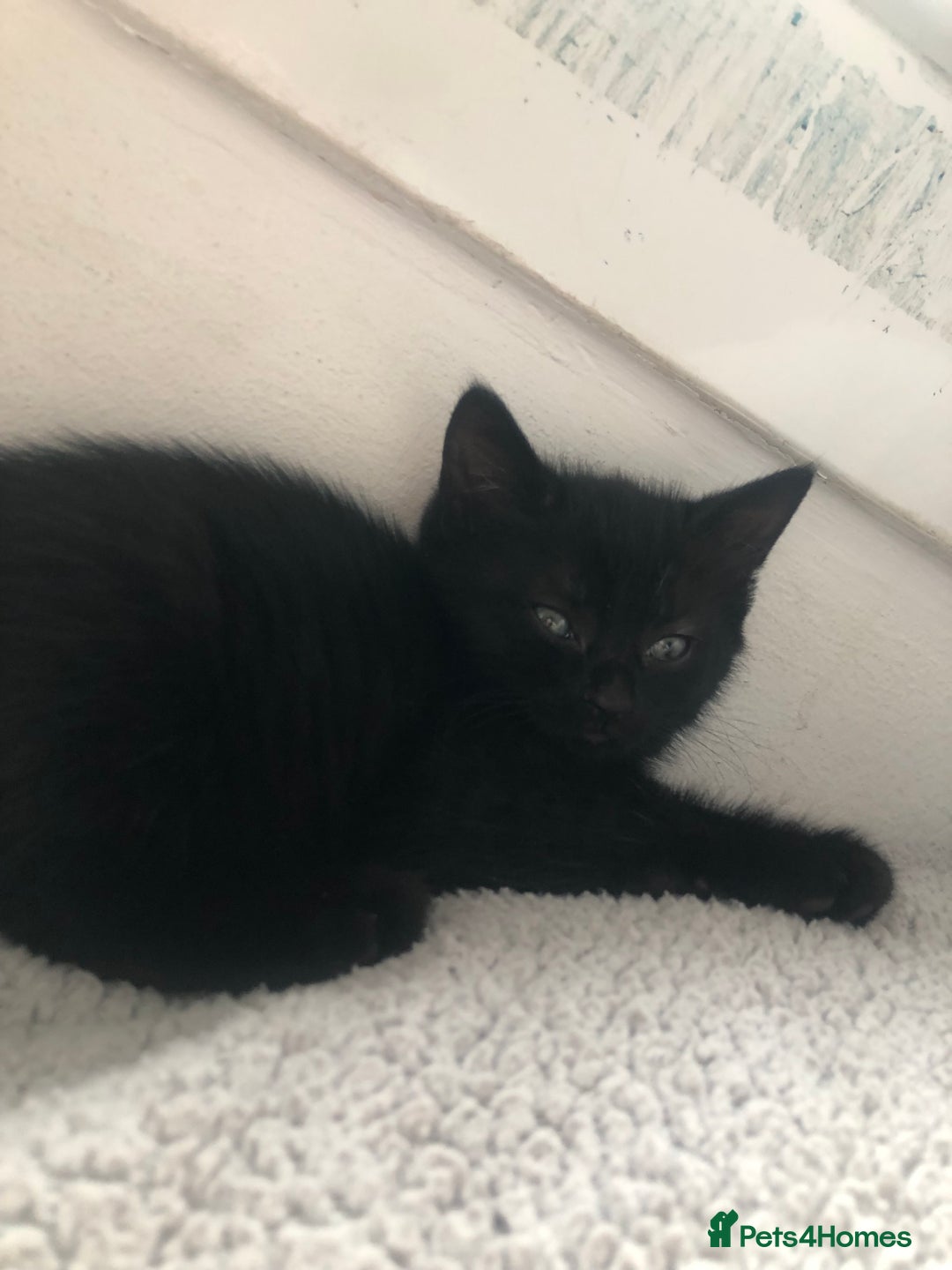 Mixed Breed cats for sale: beautiful kittens for sale  in Bellshill - Image 10