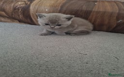 British Shorthair cats for sale: British short hair kittens for sale - Image 3