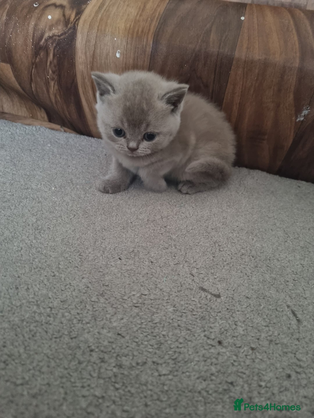 British Shorthair cats for sale: British short hair kittens for sale - Image 3