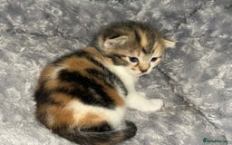 Mixed Breed cats for sale: 3 mixed breed kittens available - Image 4