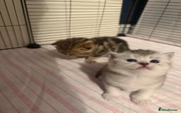 British Shorthair cats for sale: 🥰Beautiful kittens with rare colouring🥰 - Image 5