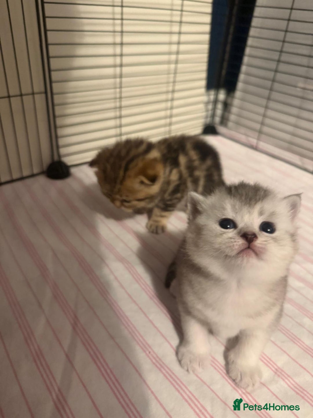 British Shorthair cats for sale: 🥰Beautiful kittens with rare colouring🥰 - Image 5