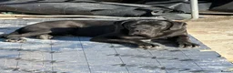 Cane Corso dogs for stud: Panther - Advert 1