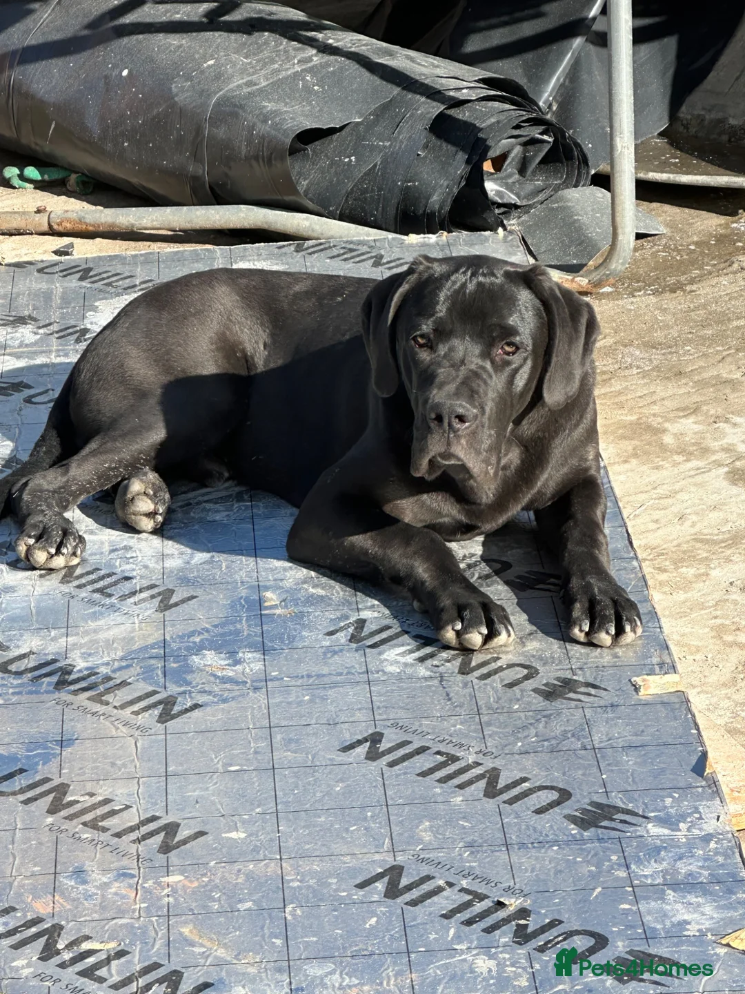 Cane Corso dogs for stud: Panther - Advert 1