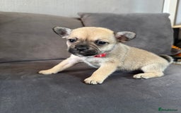 Mixed Breed dogs for sale: 5 x French Pomerdogs - Image 14