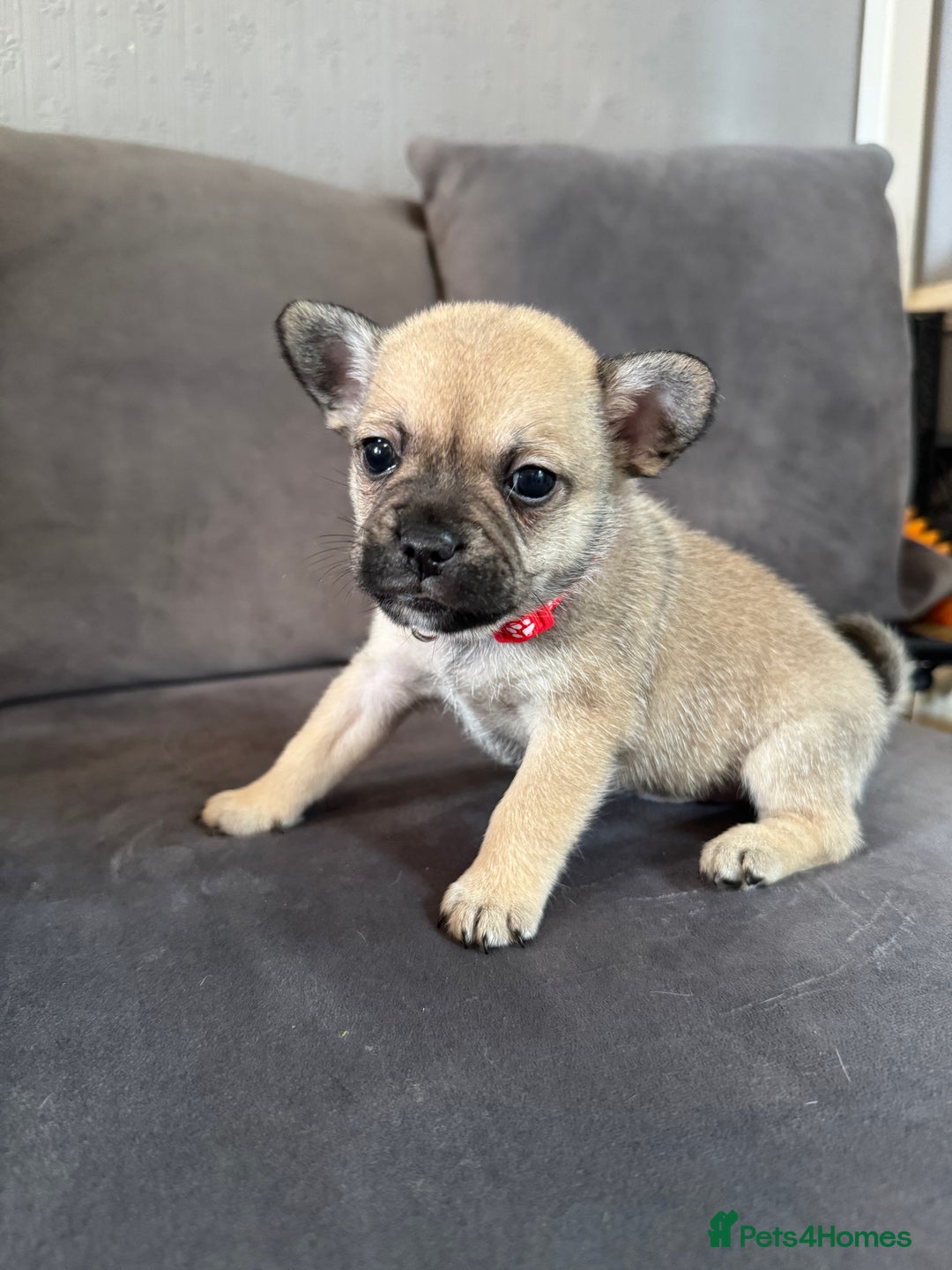 Mixed Breed dogs for sale: 5 x French Pomerdogs - Image 14