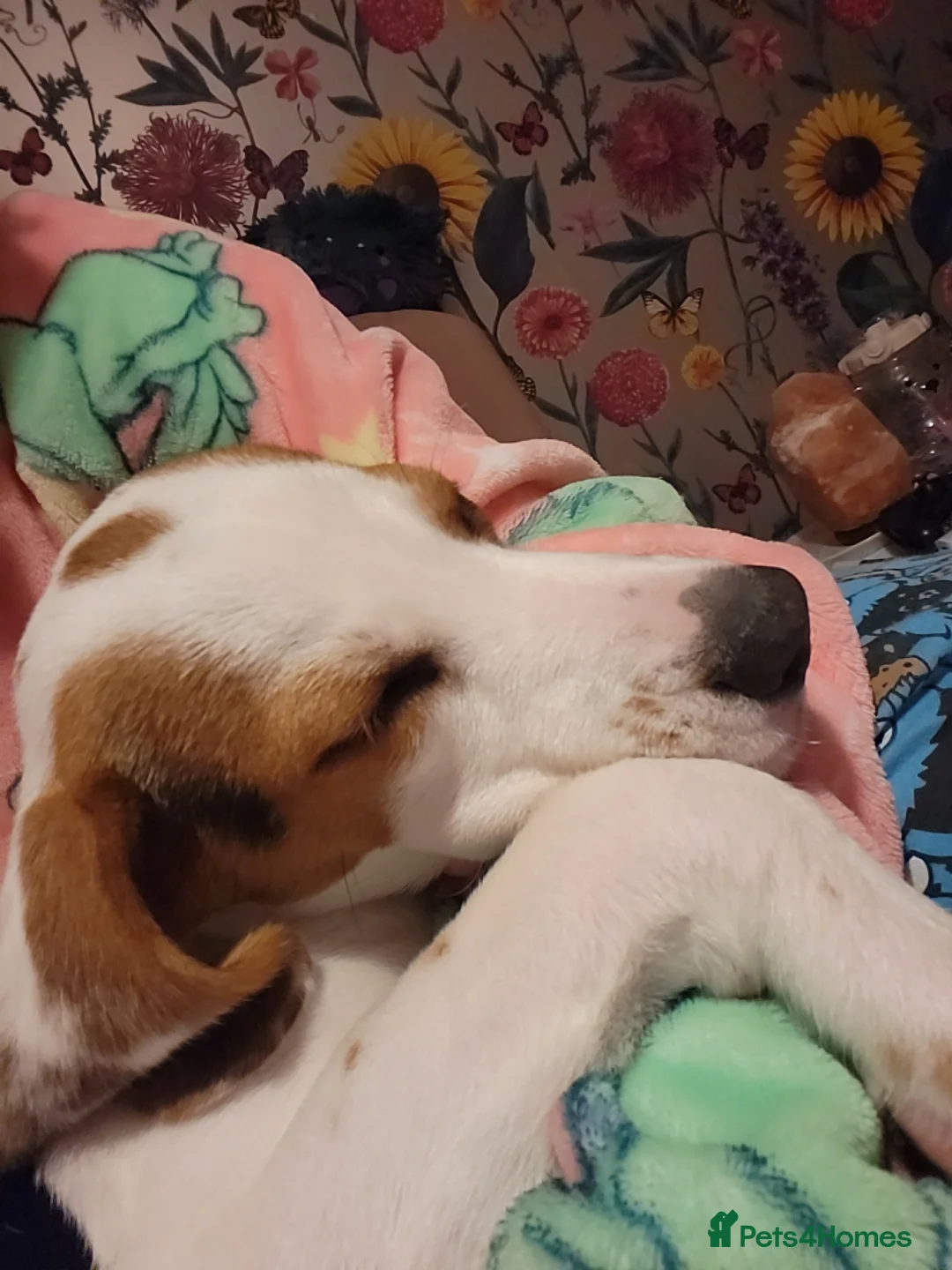 Beagle dogs for sale: Beagle boy 6 months old - Advert 6