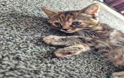 Mixed Breed cats for sale: 3 Gorgeous Kittens - Image 11