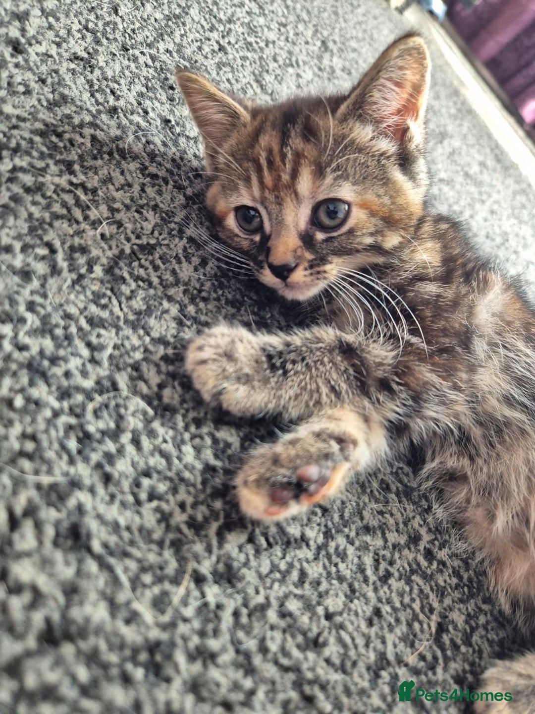 Mixed Breed cats for sale: 3 Gorgeous Kittens - Image 11