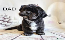 Shih Tzu dogs for sale: 🐾 Beautiful Shih Tzu Puppies🐾 - Image 6