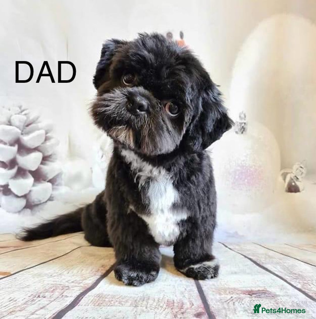 Shih Tzu dogs for sale: 🐾 Beautiful Shih Tzu Puppies🐾 - Image 6