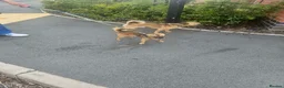Pomchi dogs for sale: 2 beautiful friendly boys  - Advert 4