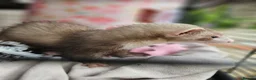 Ferret rodents for sale: 2 x ferrets and hutch food etc - Advert 7