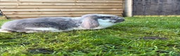 French Lop rabbits for sale: Blue butterfly French lop - Advert 2