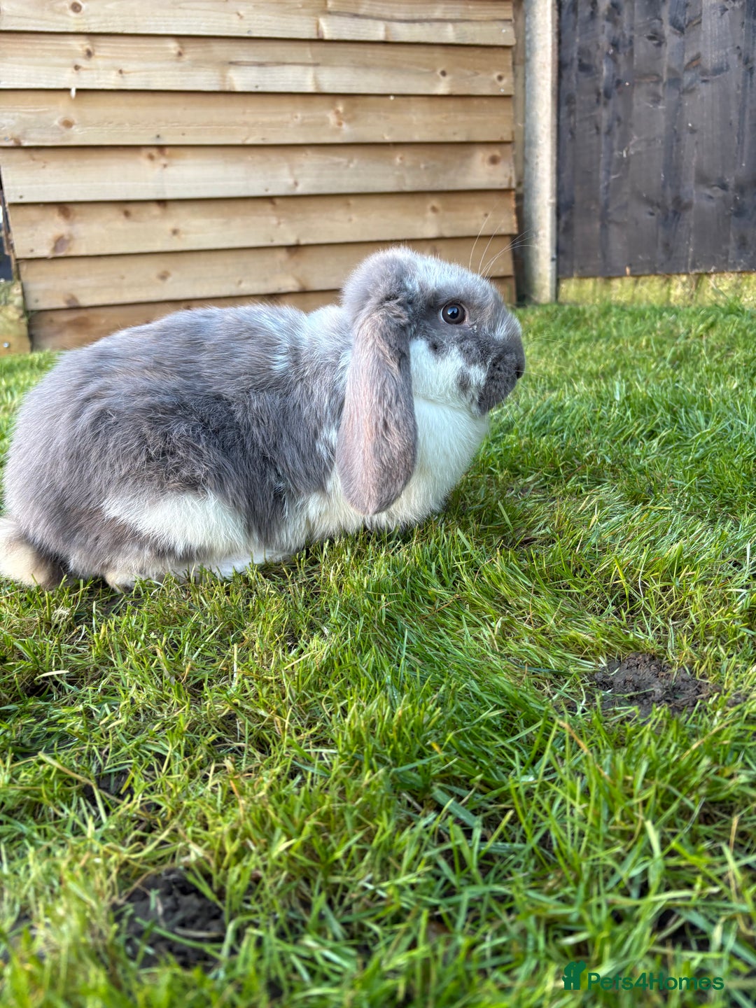 French Lop rabbits for sale: Blue butterfly French lop - Advert 2