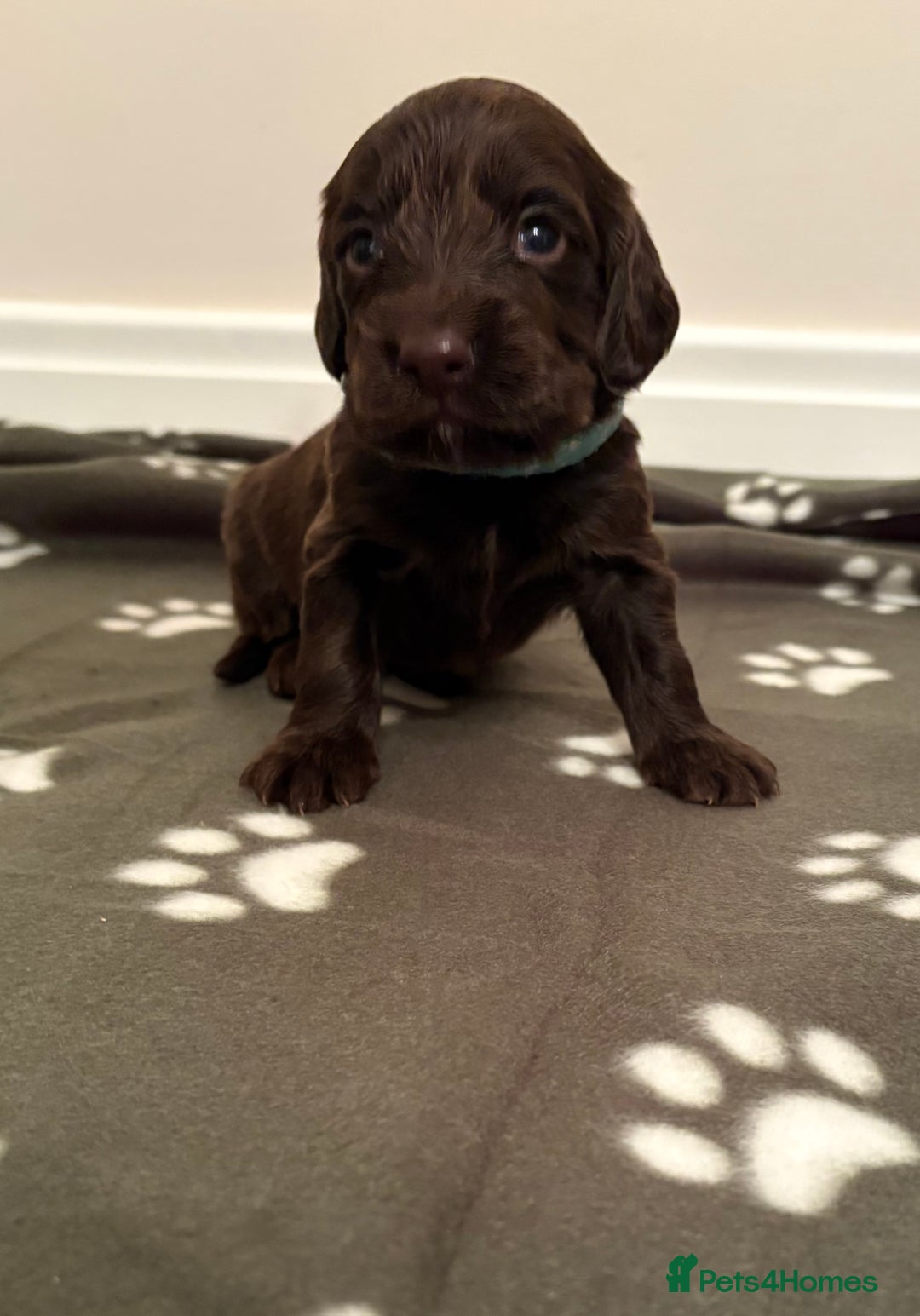 Cocker Spaniel dogs for sale: Stunning Chocolate KC cocker puppies - Advert 7