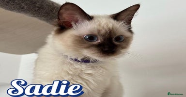 Ragdoll cats - Advert 13