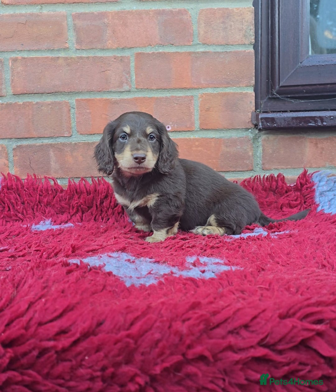 Miniature Dachshund dogs for sale: BEAUTIFUL CREAM LONG HAIR WITH ALL DNA - Advert 21