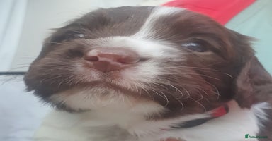 English Springer Spaniel dogs - Advert 15