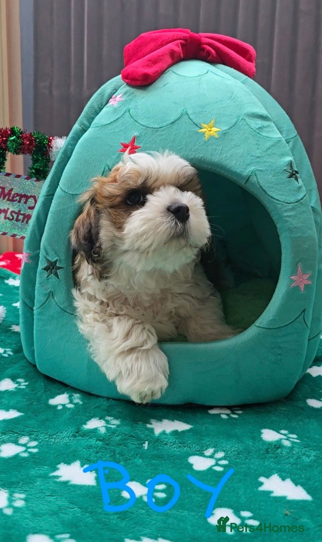 Shih Tzu dogs for sale: Little White Hearts Seeking Their Forever Homes - Advert 5