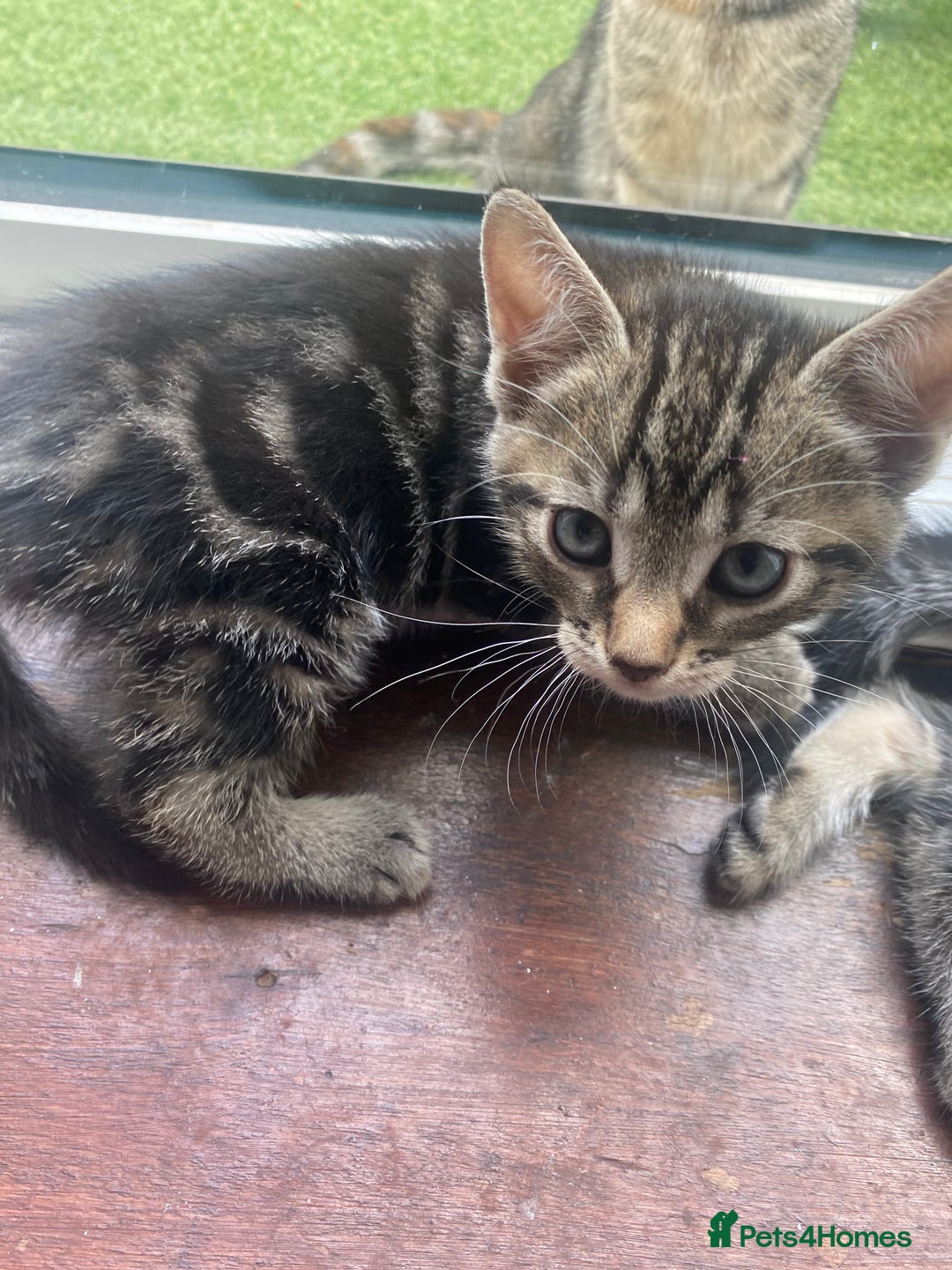 Domestic Shorthair cats for sale: 1 male and 3 female kittens ready next week  - Image 3