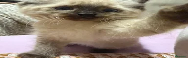 Ragdoll 2