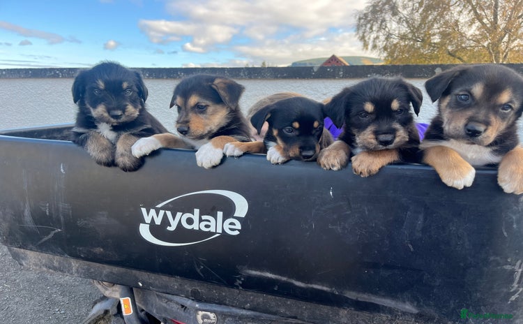 Mixed Breed dogs - Advert 1