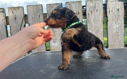 Airedale Terrier dogs for sale: Airedale Terrier Puppy 9 - Quality Airedale terrier pups - Image 28