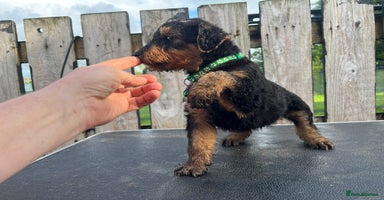 Airedale Terrier dogs - Advert 3