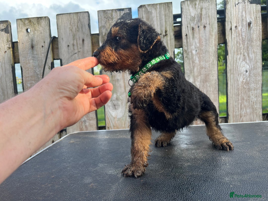 Airedale Terrier dogs for sale: Airedale Terrier Puppy 9 - Quality Airedale terrier pups - Image 28