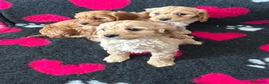 Cavapoo Puppy 3
