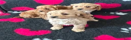 Cavapoo dogs for sale: Beautiful Cavapoo Puppies  - Advert 7