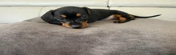Miniature Dachshund dogs for sale: 1 girl left! Ready to go! KC Miniature Dachshunds - Advert 3