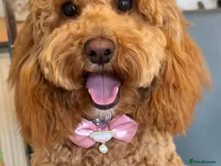 Cockapoo dogs Miniature Cockapoo - Advert 2