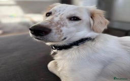 Mixed Breed dogs for adoption: Roo (Spaniel/Setter mix) - Image 4