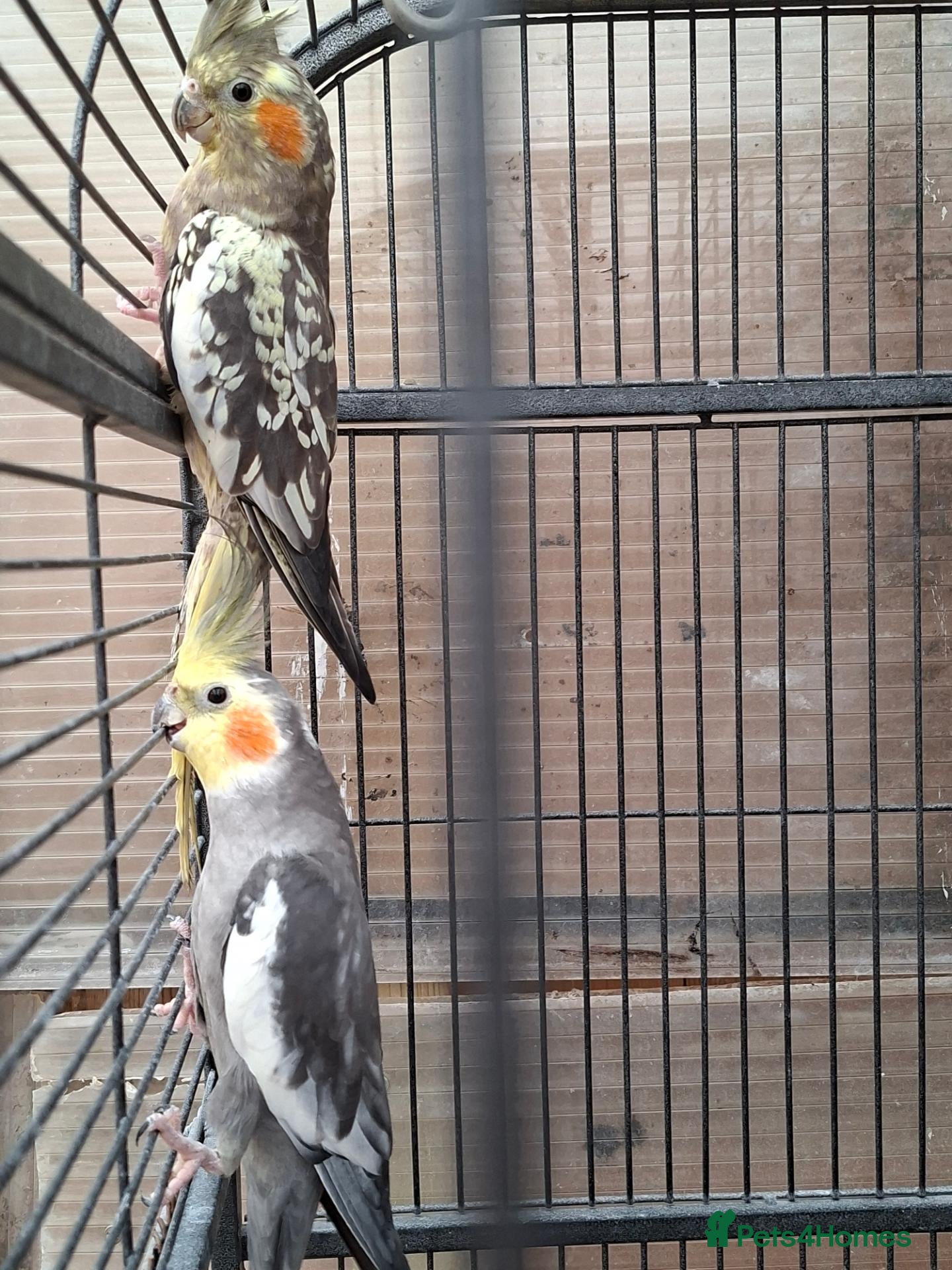 Mixed Breed birds Birds - Advert 2