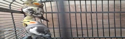 Mixed Breed birds for sale: Birds in Edgware - Advert 2